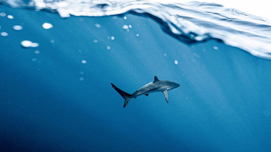 POV: Why it’s time to shatter the workplace shark tank