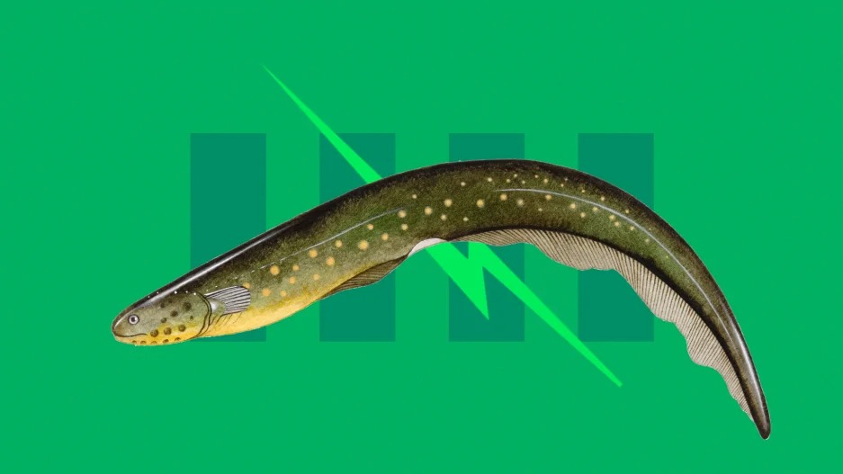 How electric eels inspired the first battery two centuries ago