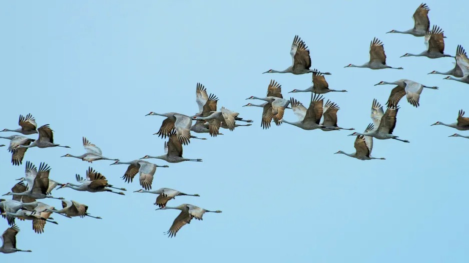 How machine learning is helping scientists forecast bird migration