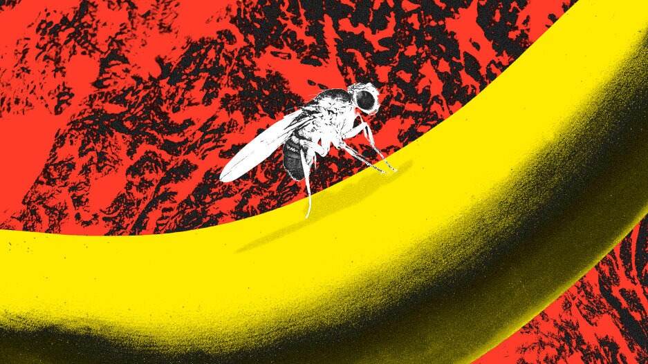 Why fruit flies could hold the secret to scaling up lab-grown meat