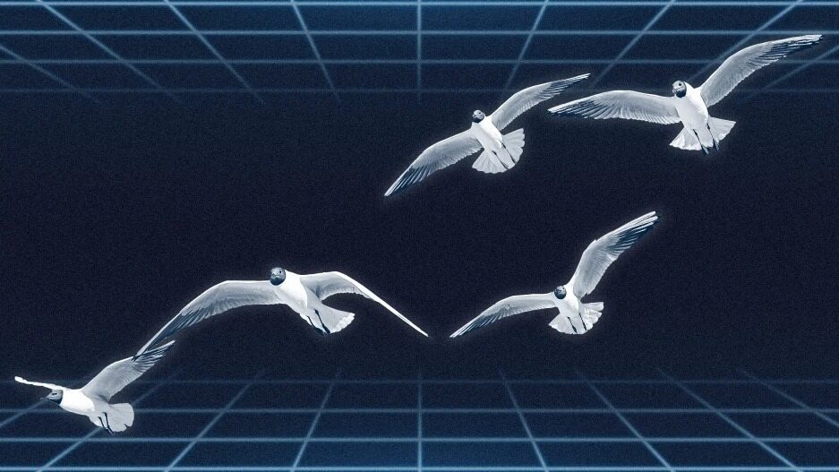 Computer scientists say seagull algorithms could hide the secret to greener cloud computing