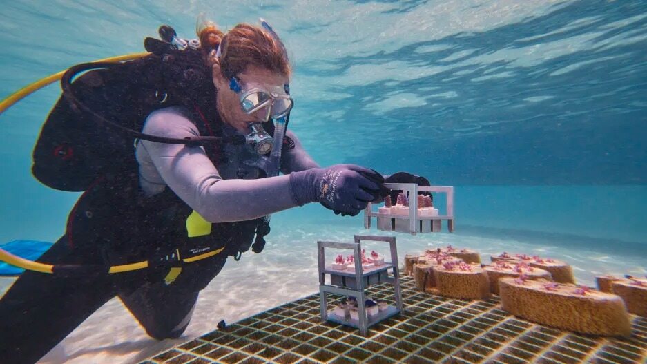 These ‘skeletons’ are made from construction waste and could help restore coral reefs at a massive scale