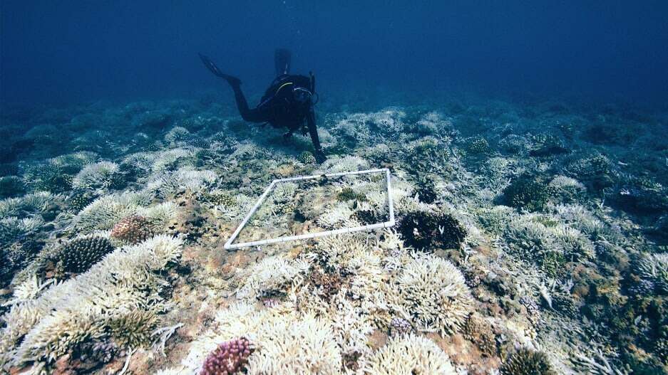 The ocean is having an enormous heat wave—and it could be devastating for coral