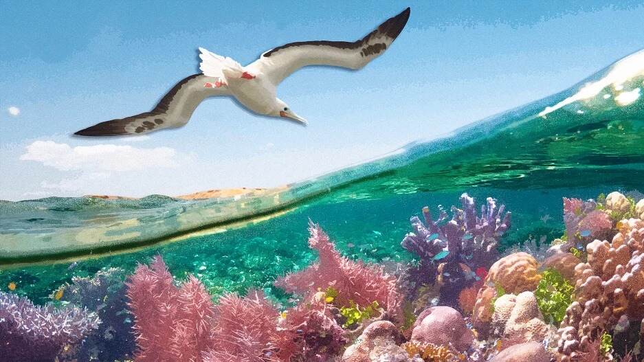 Dying coral reefs may have a new savior: bird poop