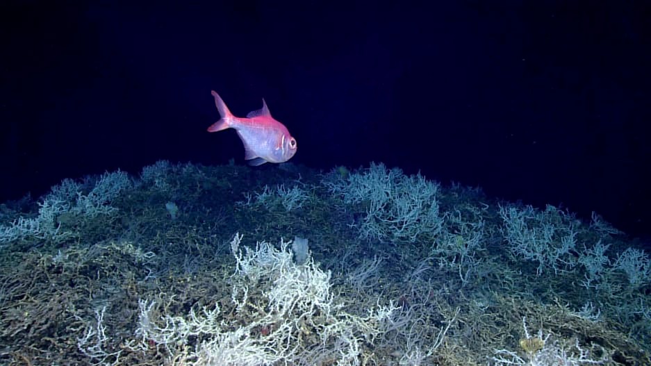 Scientists have just mapped the largest deep-sea coral reef ever discovered—in an unlikely place