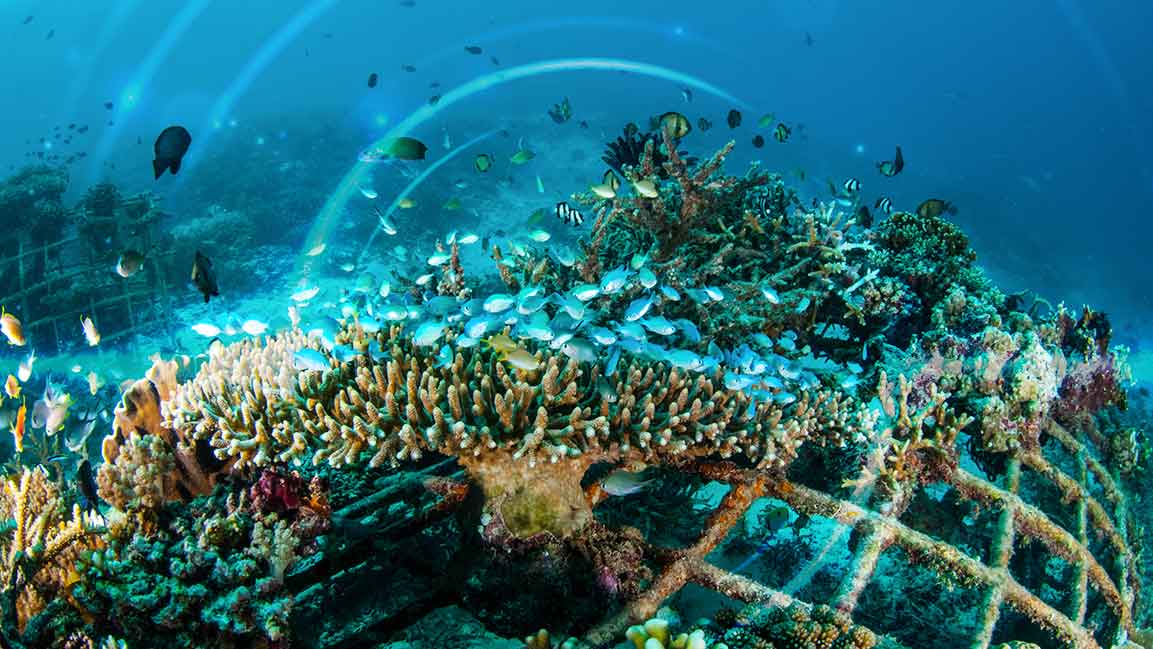 KAUST and NEOM launch world’s largest coral restoration initiative in Saudi Arabia