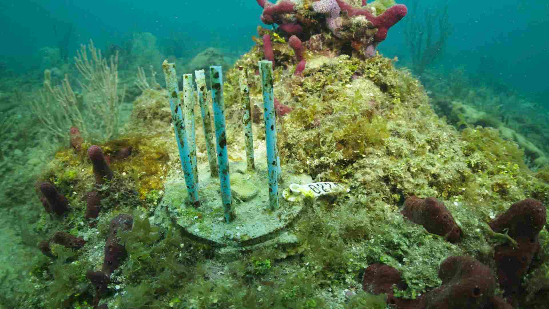 Researchers grasp at biodegradable straws to stop the decline of lab-grown coral reef