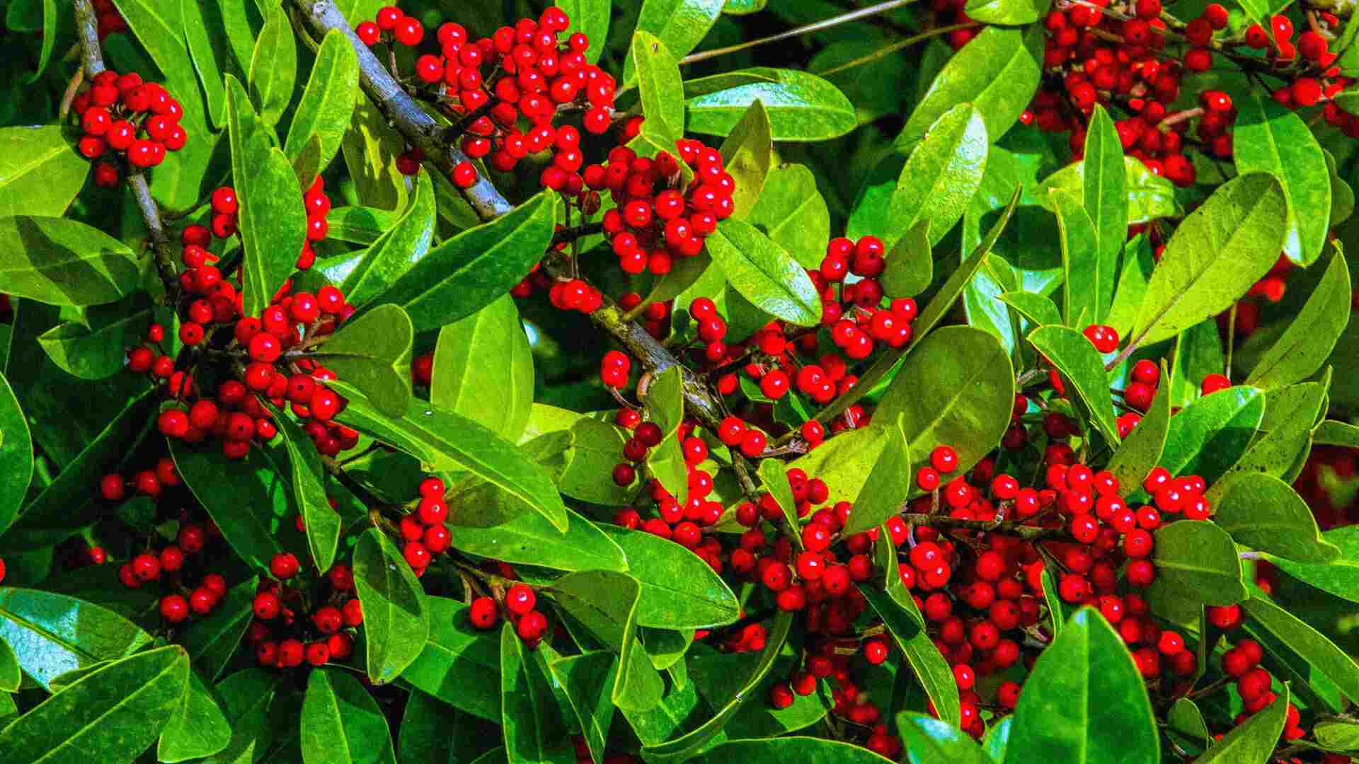 This plant you’ve never heard of could replace your coffee habit