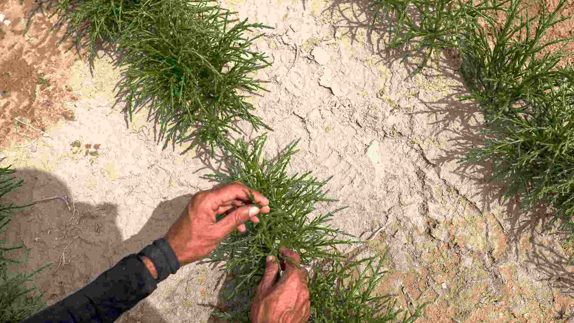 Saltwater is poisoning crops. The ‘sea asparagus’ could be the solution