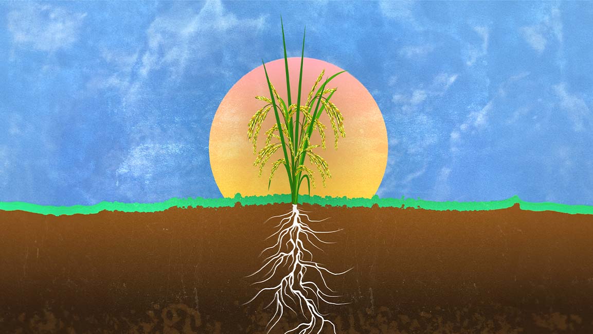 Regenerative agriculture is the future of farming – and it’s taking hold in the MENA region