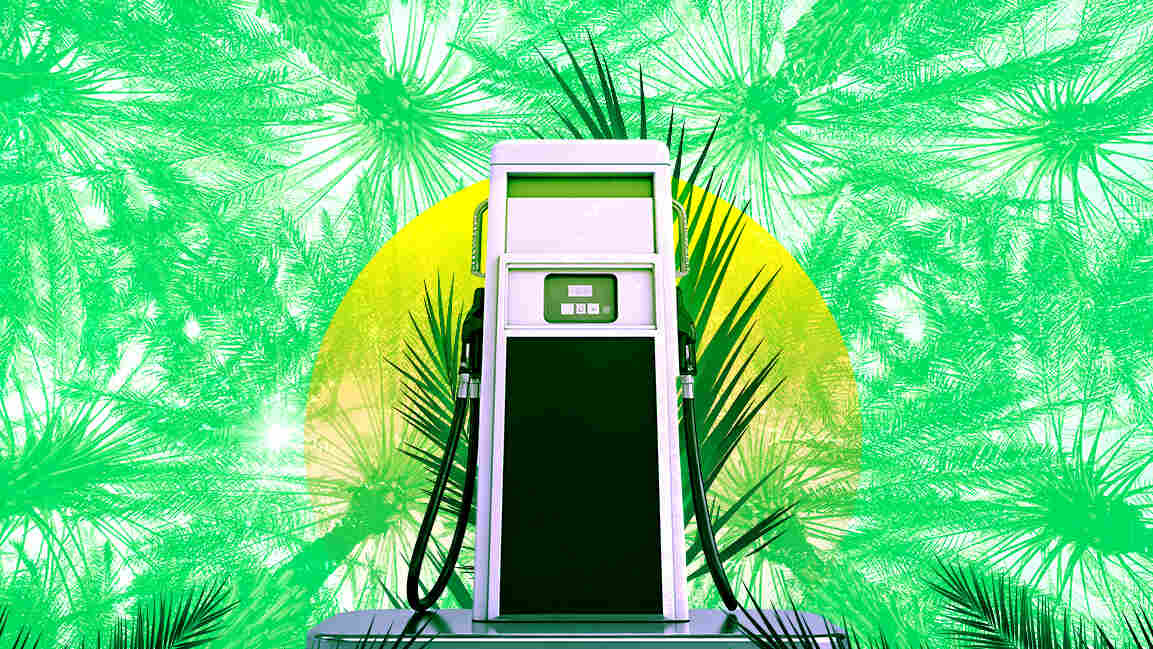 From waste to fuel: How date palms could power the UAE’s biofuel future