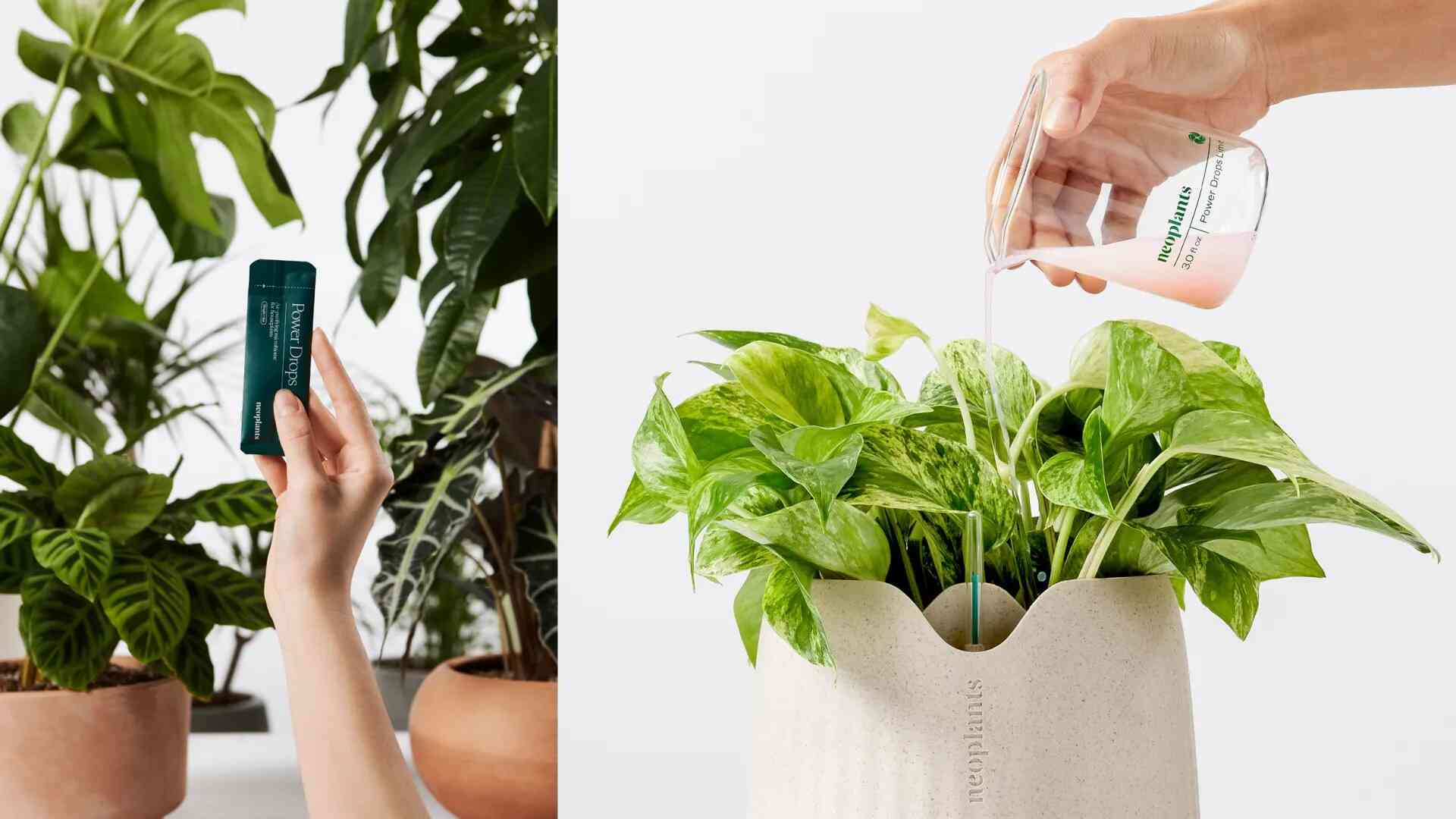 These genetically engineered houseplants are 30 times better at clearing toxins
