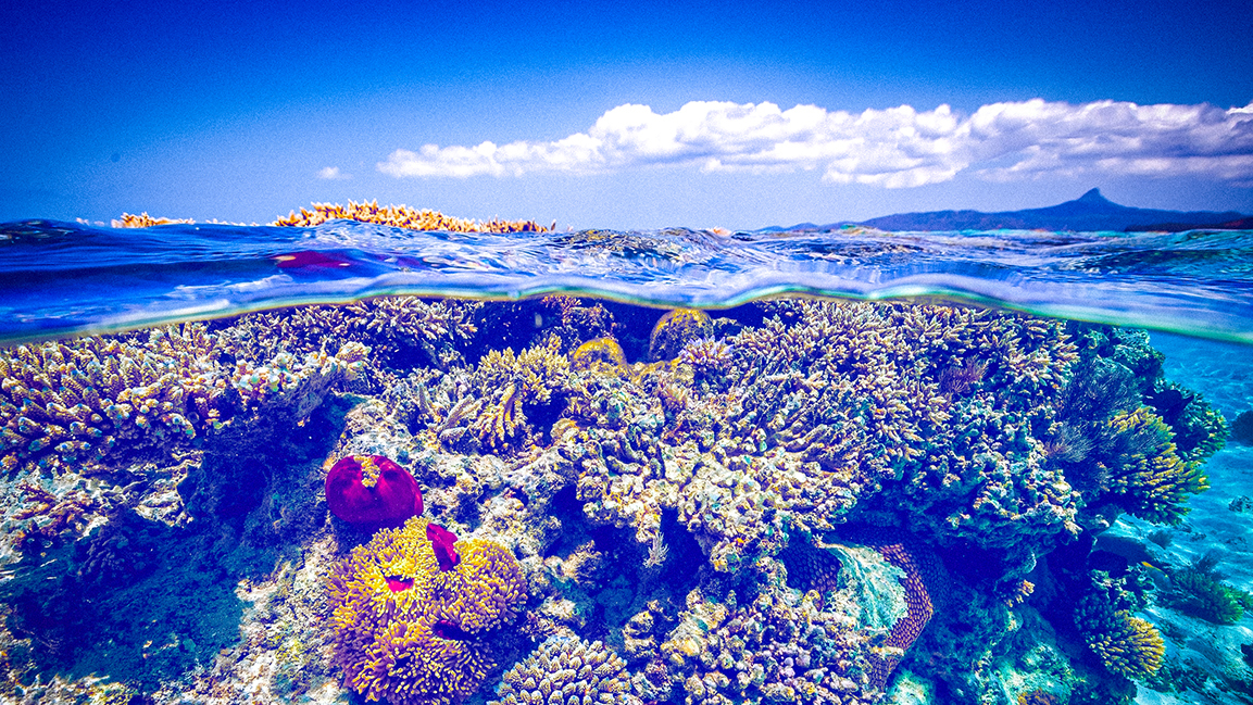 AD Ports report outlines plan for coral relocation in climate-stressed Arabian Gulf