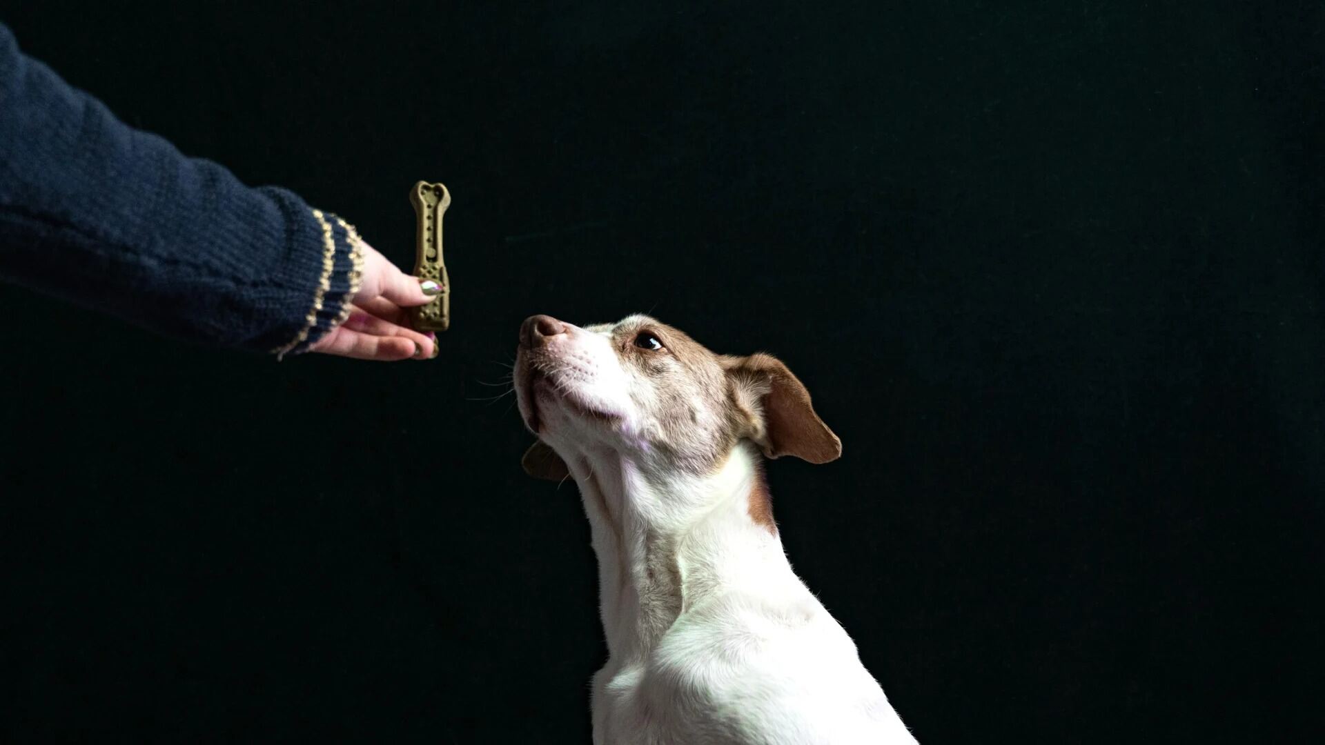 From training dogs to intelligent machines: Here’s how reinforcement learning is teaching AI