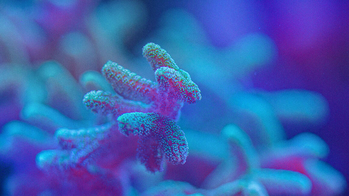Here’s how Abu Dhabi’s coral restoration will impact climate change
