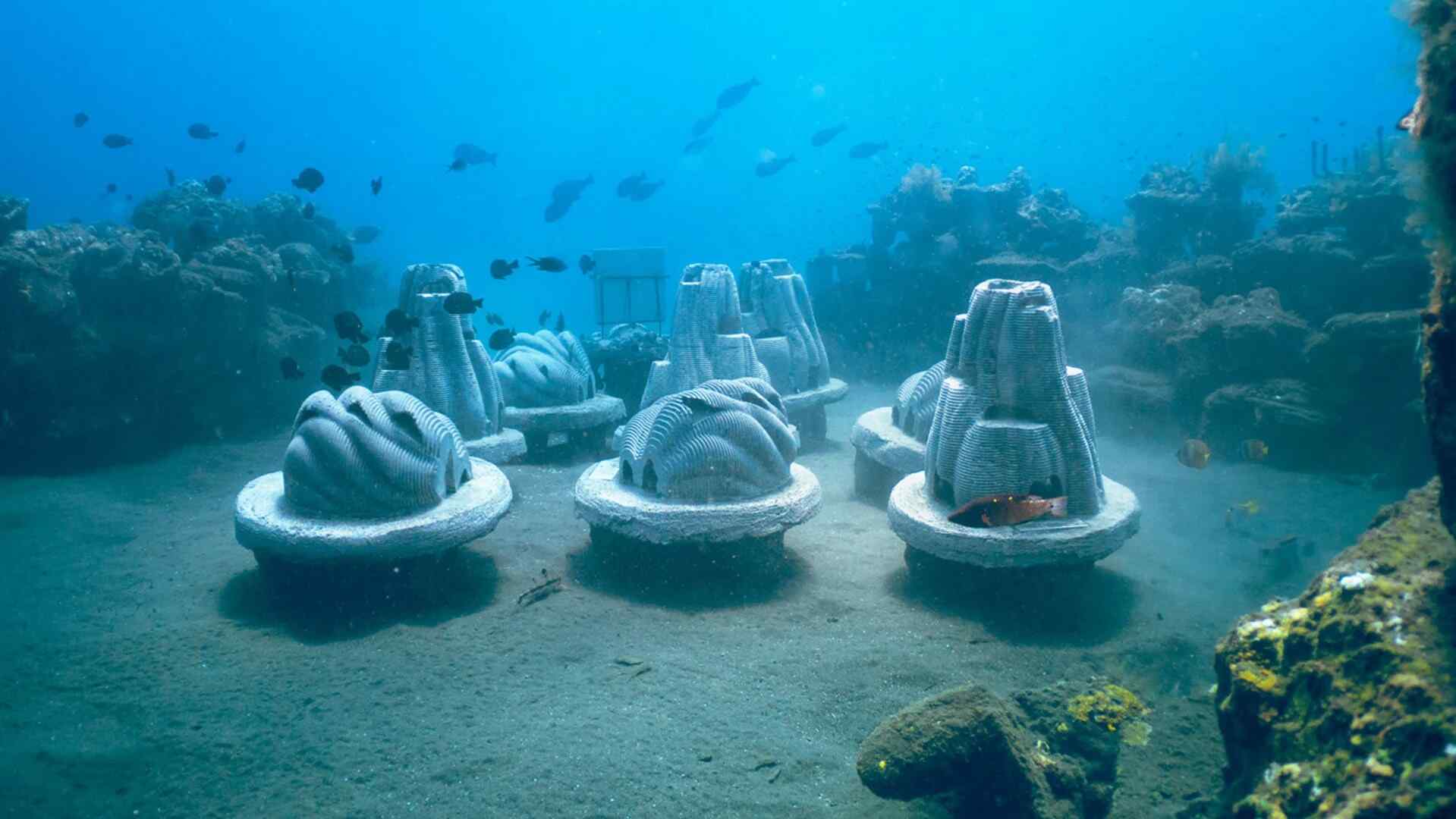 This artificial reef is made of pet ashes. Human ashes are next