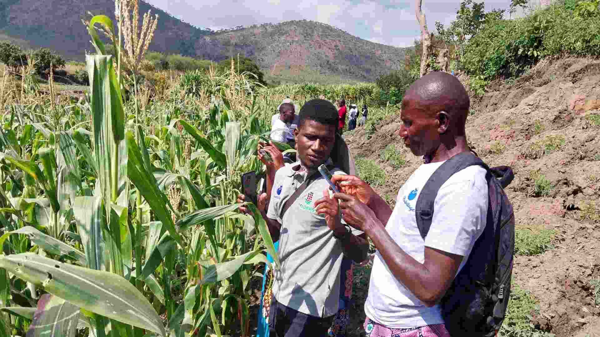 How AI is reshaping the fields of African farmers