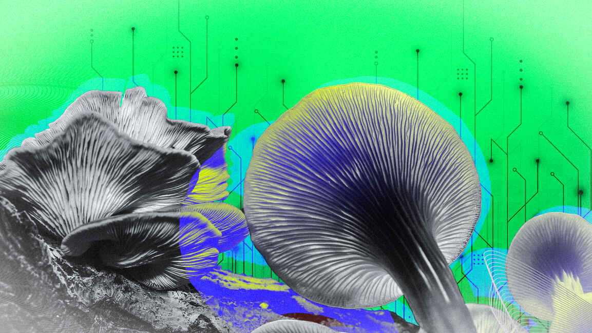 How fungi are disrupting the Middle East’s tech-driven sustainability goals