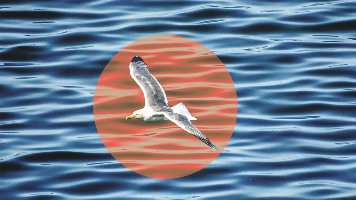 Sharjah leads first Middle East study on seabird ingestion of marine waste