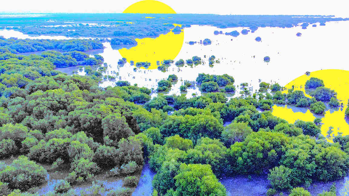 EAD unveils 25-year climate adaptation plan to protect Abu Dhabi’s ecosystems EAD unveils 25-year climate adaptation plan to protect Abu Dhabi’s ecosystems