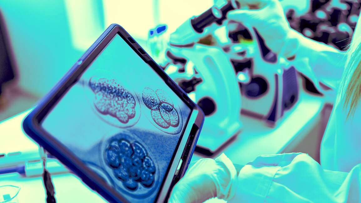 KAUST scientists develop AI to fast-track embryo development research