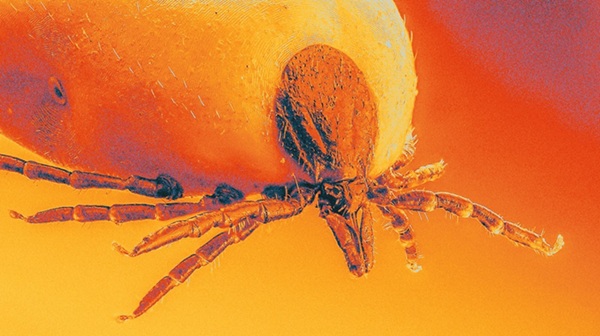 Could this shot end Lyme disease forever?