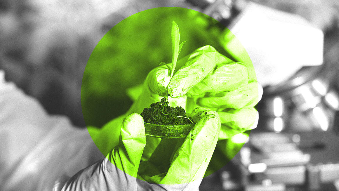 New study finds microbial life in arid soils could transform sustainable agriculture in the UAE New study finds microbial life in arid soils could transform sustainable agriculture in the UAE