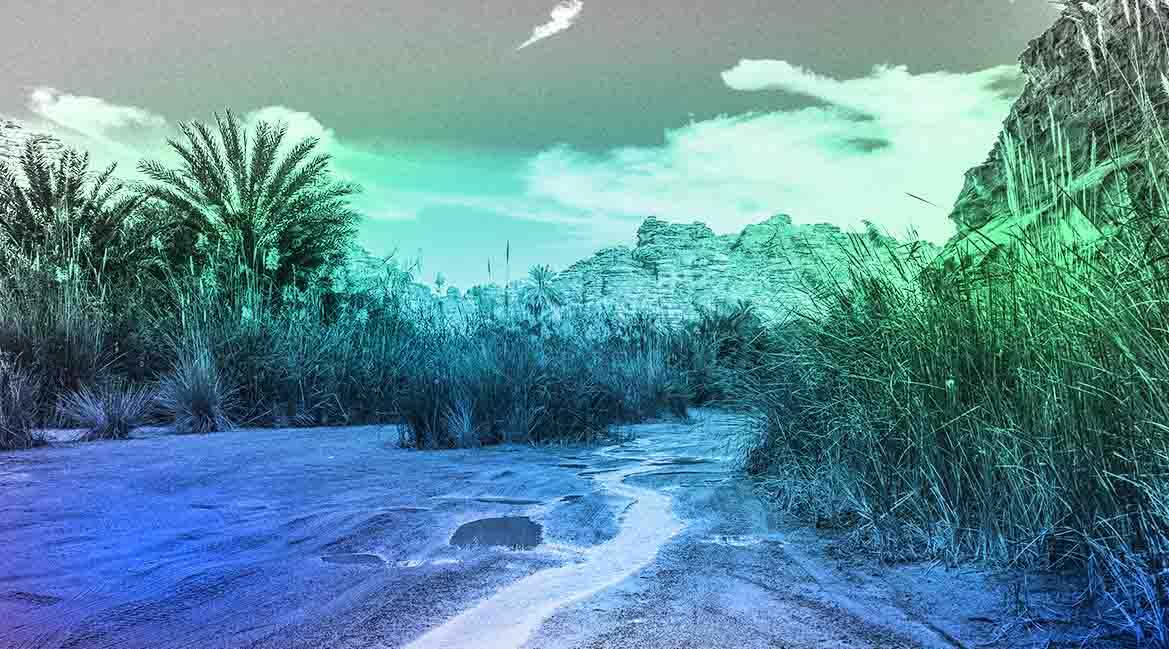 Saudi Arabia launches expedition to build nation’s first terrestrial ecosystem database Saudi Arabia launches expedition to build nation’s first terrestrial ecosystem database