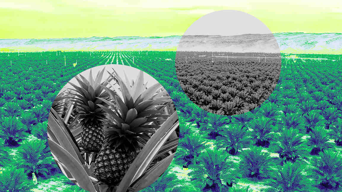 Can Oman’s plantation drive strengthen national food security?
