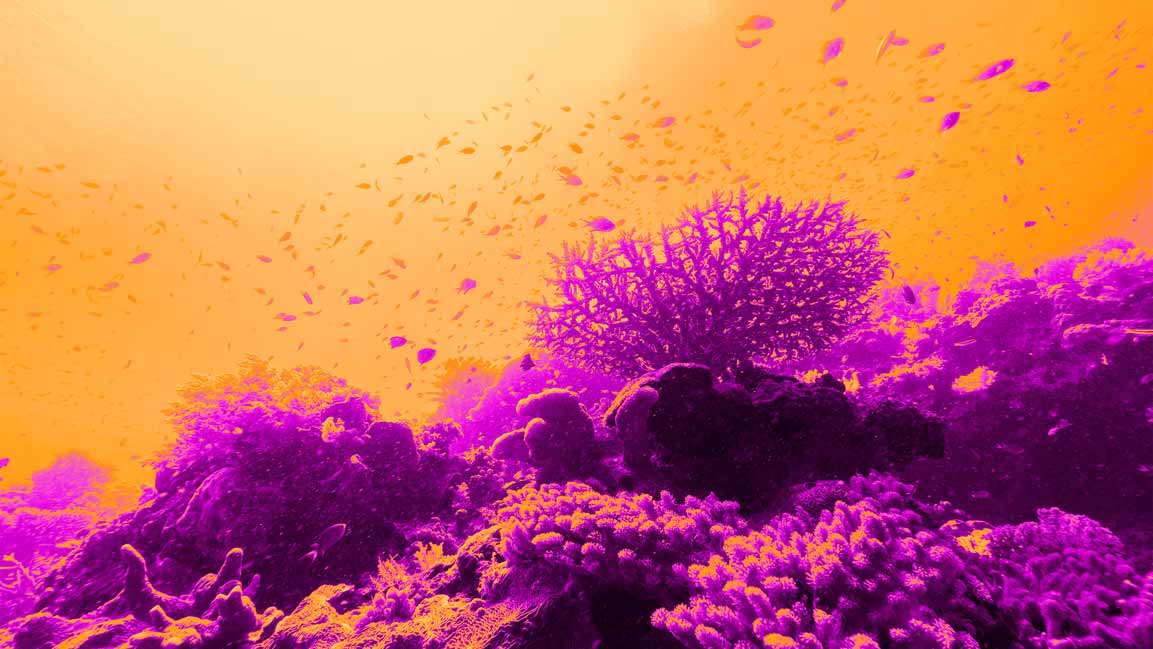 Saudi's National Center for Wildlife launches coral reef monitoring program in the Arabian Gulf