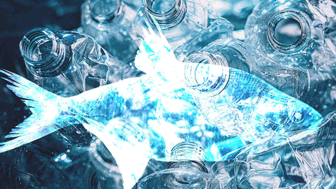 Omani students convert fish waste into biodegradable polymers