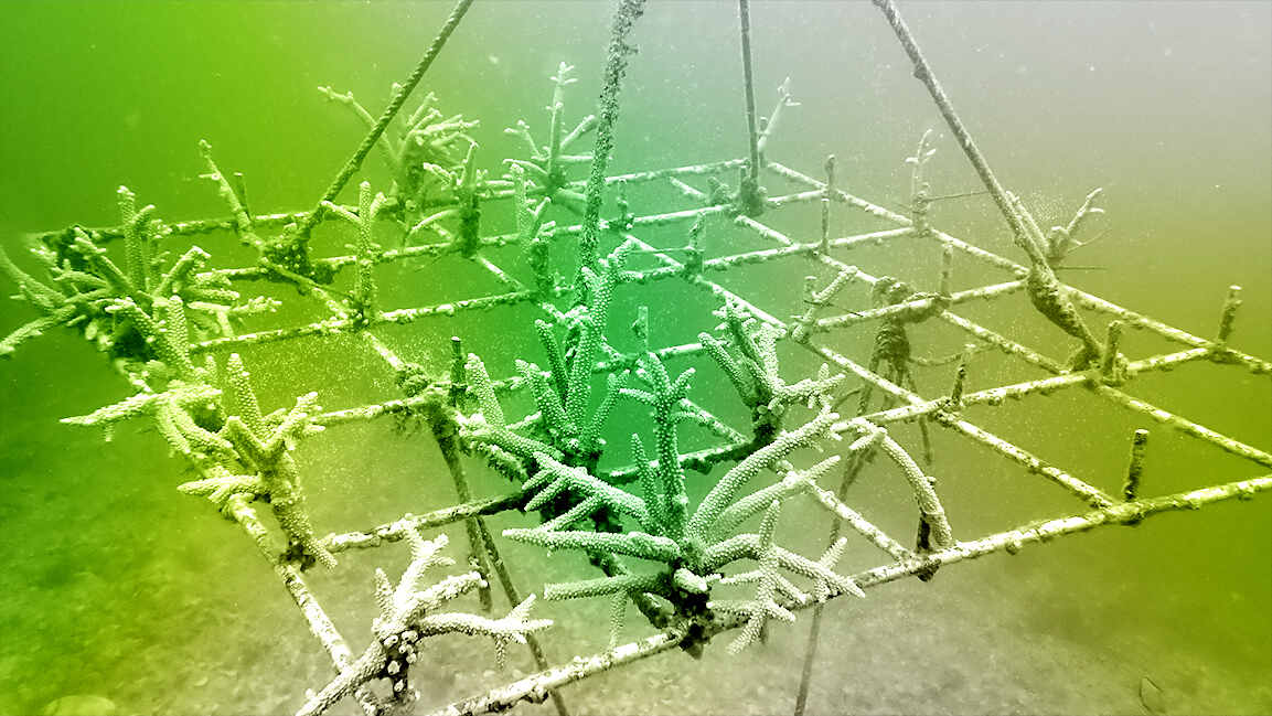 Saudi Arabia announces new environmental, AI and industrial initiatives at WEF 2026