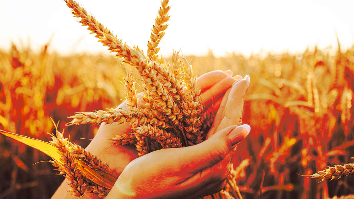 Oman launches $243m food security investment drive across agriculture and fisheries