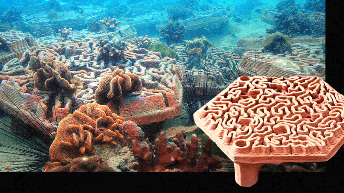 Coral restoration isn’t a conservation problem. It’s an infrastructure problem. Archireef is fixing that